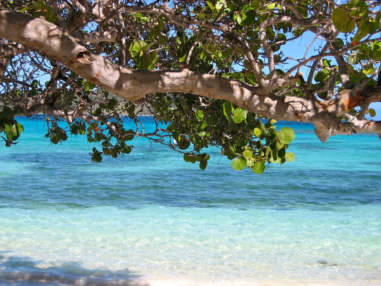 move to barbados