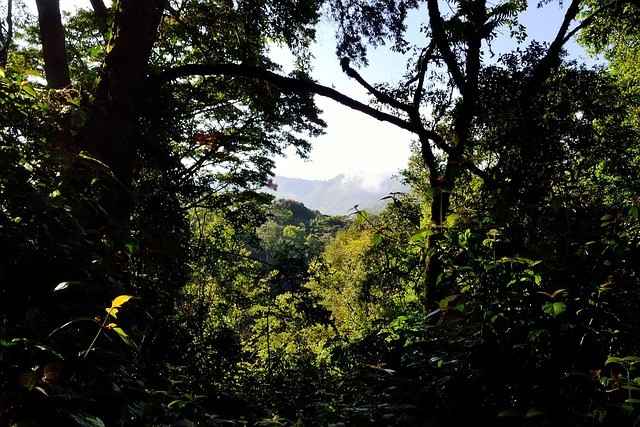 travel to Bwindi Impenetrable National Park Uganda